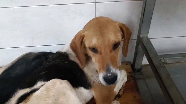 Тбилиси 🇬🇪 Грузия Приют Тамаза Элизбарашвили 🐕💌?