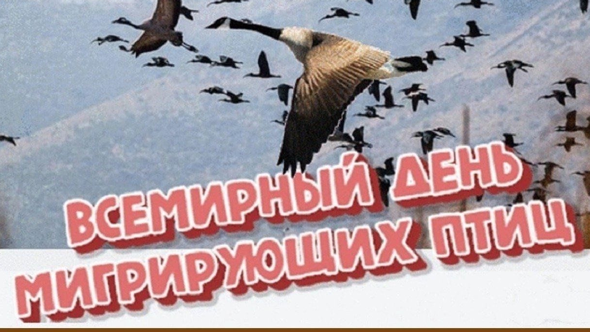 10.05.25 - Всемирный День мигрирующих птиц