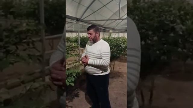 15 ноября 2024 г. #теплица #лемон смотреть онлайн