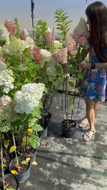 Гортензія Vanille Fraise Саджанці 3 річні в 5 л контейнері смотреть онлайн