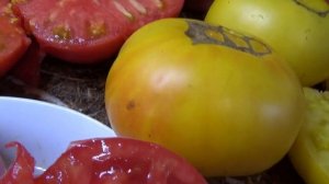 Минусинская серия. Томат Минусинский желтый. Обзор сорта и дегустация.
