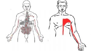 су-джок сердце на ладони показания тонкости объясняет