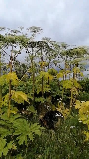 Размер Борщевика к концу июля смотреть онлайн