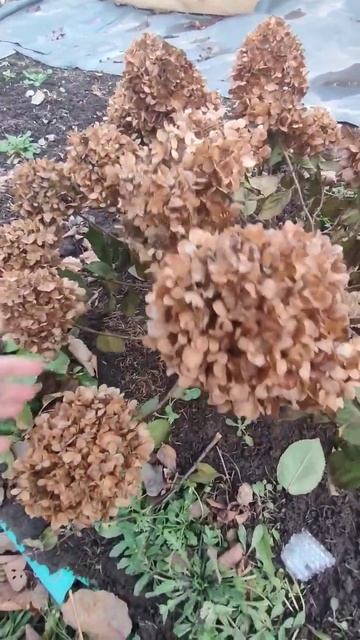 Гортензия Мохито смотреть онлайн