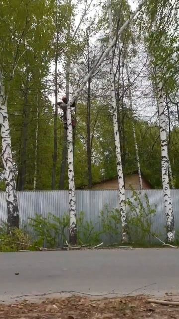 Как только #береза начала подсыхать, лучше сразу ее #уд смотреть онлайн