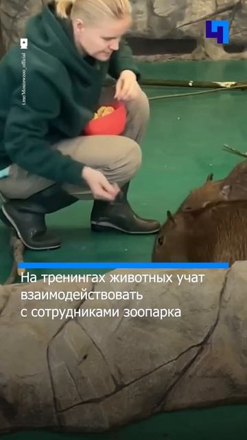 Московский зоопарк поделился кадрами с тренинга капи? смотреть онлайн