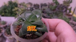 ПРОДАЖА СУККУЛЕНТОВ | ИЗЛИШКИ КРАССУЛ ●☆▪︎☆▪︎☆