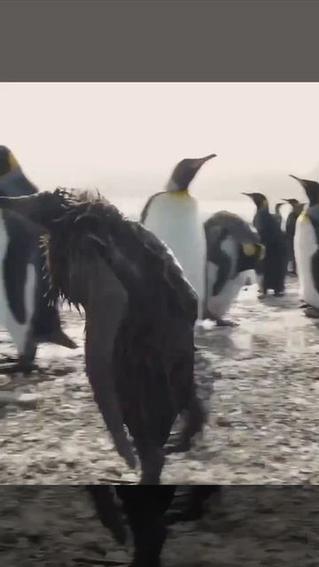 Быть королевским пингвином: жизнь и трудности в холод? смотреть онлайн