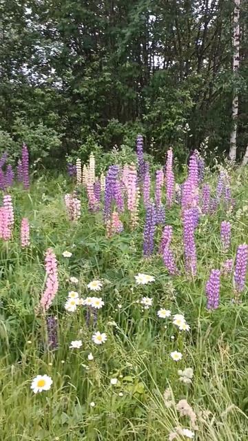 ПЕРМЬ третий день льёт дождь ☔️на даче хорошо растёт смотреть онлайн