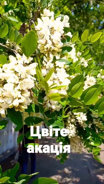 Цвіте акація,аромат неперевершений. смотреть онлайн