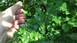 Как растёт тутовник (шелковица) в Подмосковье.