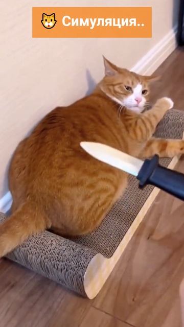 Та Ведь Не Больно Же! (Рыжий Кот Симулянт) #видеоприкол смотреть онлайн