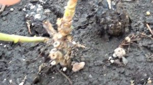 Так как же обрезать летом крупнолистную гортензию ??? О