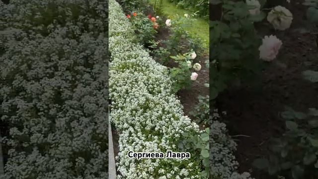 Свято-Троицкая Сергиева Лавра #богестьлюбовь #красота