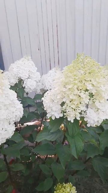 Ванила Фрейз