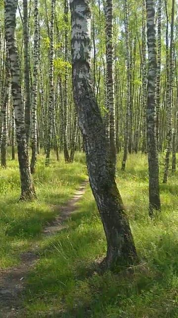 Берёзовая роща/Birch Grove смотреть онлайн