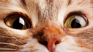 Смешные котики для хорошего настроения)