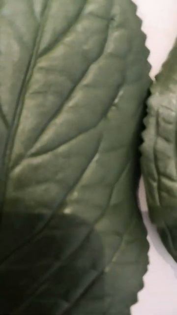 Ещё новинки листья узколистной гортензии ?