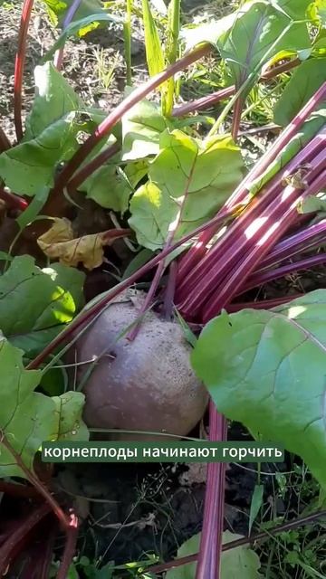 Мало и много влаги. #огород #полив #природноеземледели? смотреть онлайн