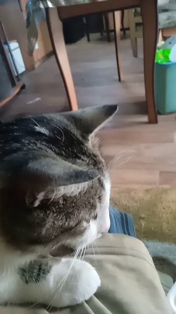 Кот ест семечки😂😂😂🔥🤙 смотреть онлайн