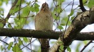 вертишейка.mp4