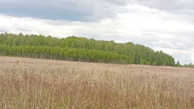 деревенские будни