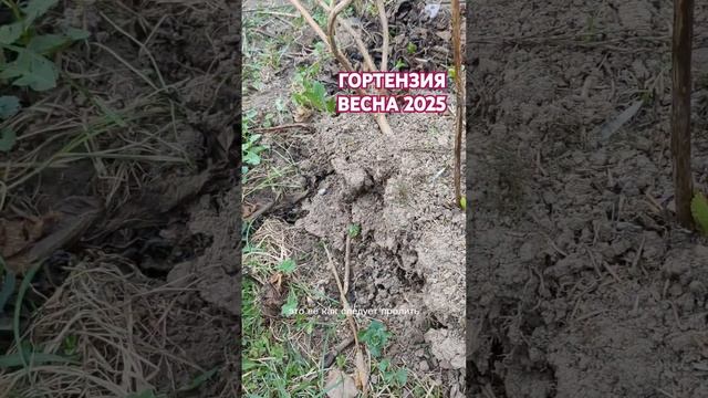 РАЗМНОЖЕНИЕ ГОРТЕНЗИЙ. ПРОСТОЙ СПОСОБ.  #гортензии #ра?