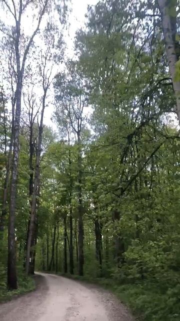 По дороге в лесу