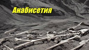 Анабисетия