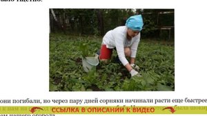 ЛОРНЕТ ГЕРБИЦИД ДЛЯ КЛУБНИКИ ОТЗЫВЫ ☑ СРЕДСТВО ОТ СОР