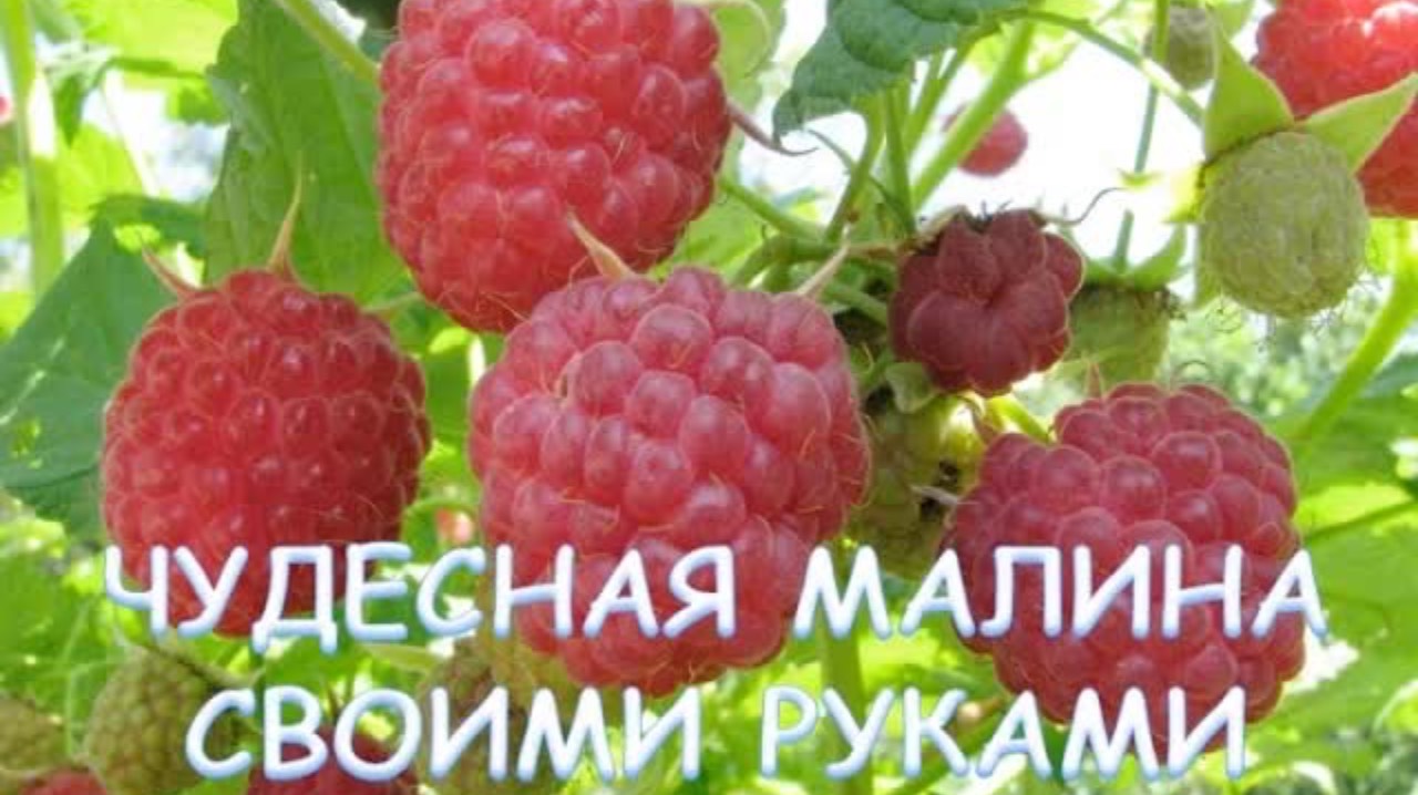 Как посадить малину без ошибок
