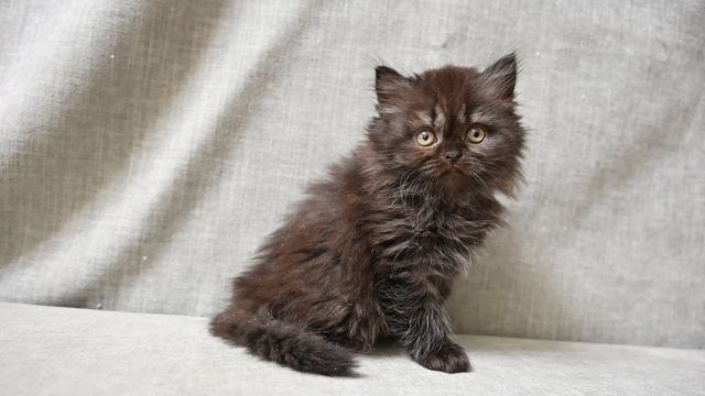 DSC_2370 смотреть онлайн