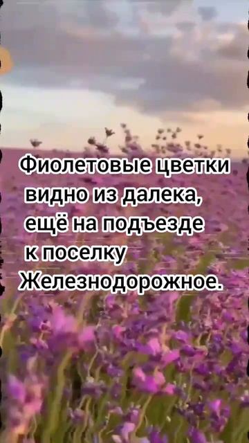 #лавандовоеполе #лаванда #крым #тургеневка #путешестви