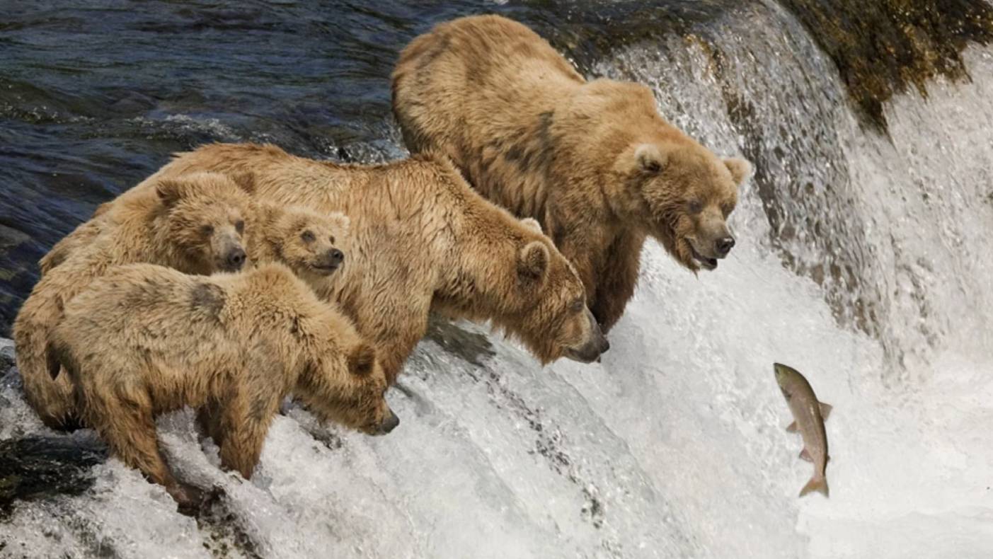 Работа, Отдых и Развлечения в Мире Животных | Интересные факты про животных смотреть онлайн