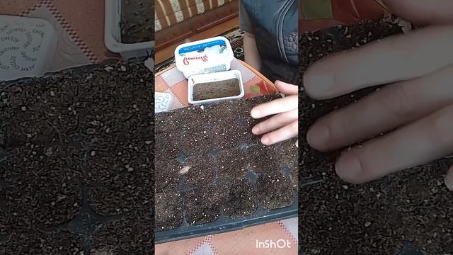 🌺АКВІЛЕГІЯ СЯЙВО МАХРОВА СУМІШ🌸СТРАТИФІКАЦІЯ НАСІ?