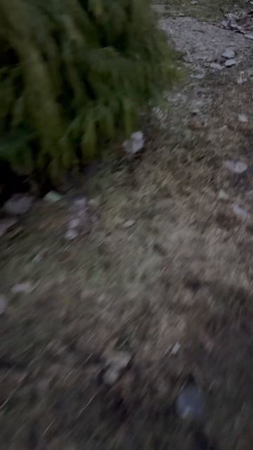 Борщевик боится весны смотреть онлайн