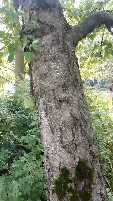 Свои гнёзда выгрызает#shorts #насекомые #пчелы смотреть онлайн