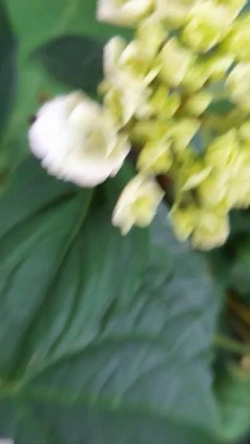 Крупнолистовая  ремонтантная гортензия Синдирелла ( с смотреть онлайн