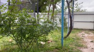Из Подмосковья на Кубань: Что изменилось на участке? Покос и обзор огорода! 🌱 • Домой на Кубань.