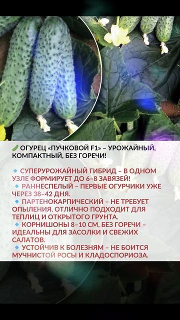 🥒 Огурец «Пучковой F1» – урожайный, компактный, без го смотреть онлайн