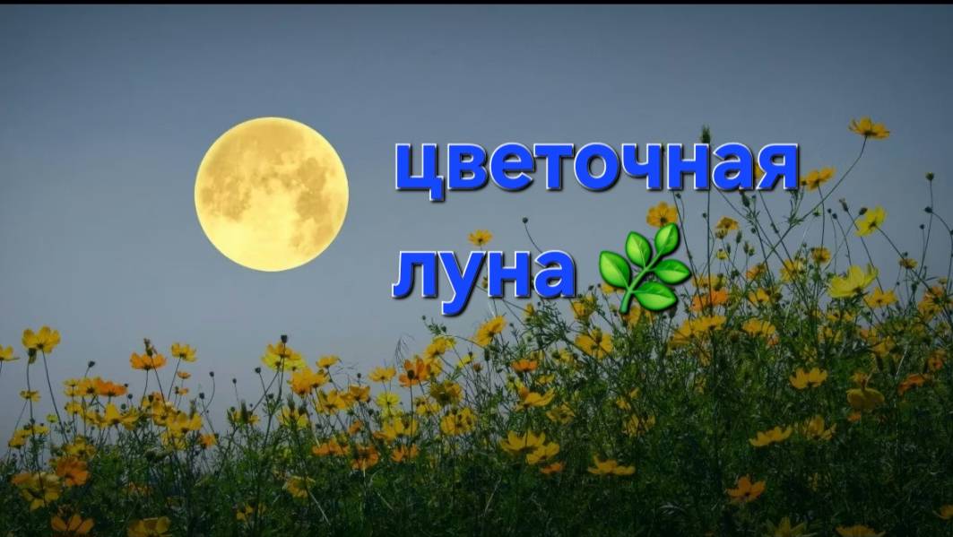 Цветочное полнолуние ,что освещает? что оставить в прошлом ? что грядет?