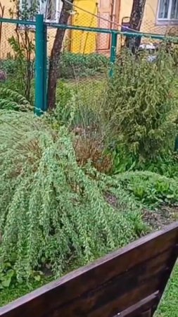 Красота сада в дождь