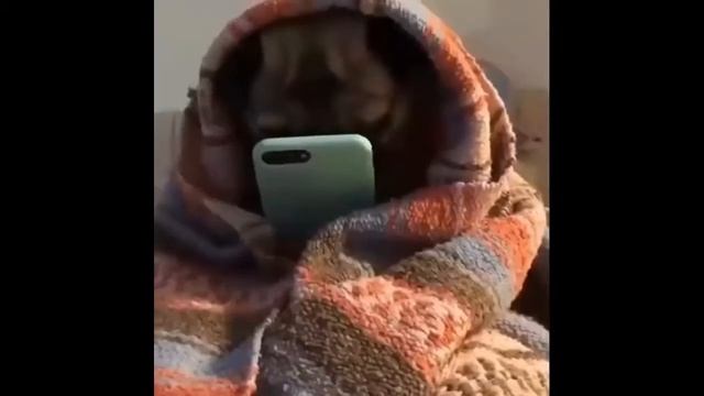 Веселые мопсы