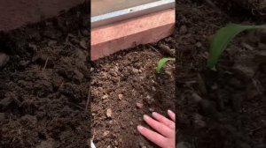 Высаживаю перец. Чем заправляла грядки. Что закладыва?