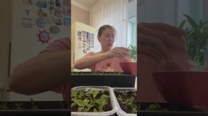 Бомбическая всхожесть Целозии.