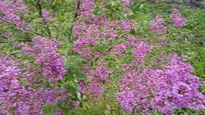 Пройдусь по своей улице