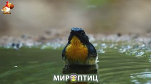 Мир птиц – красота и грация пернатых созданий Природы 🦩🦚🦜 Выпуск (105) 🦉🐦🐤