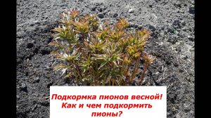 Самые важные подкормки весной для пионов #цветы #советы #пионы #подкормки