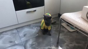 кот падает со стула прикол ржака смотреть всем без смс и регистрации