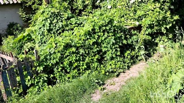 Влог одного дня/Бюджетний догляд за волоссям/Бузина в? смотреть онлайн